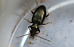 Bembidion deletum