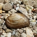 Alasmidonta viridis - Photo (c) m_ignoffo, algunos derechos reservados (CC BY-NC), subido por m_ignoffo