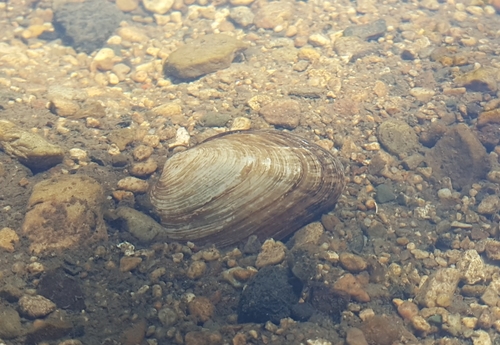 Slippershell Mussel