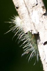 Lophocampa caryae