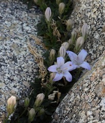 Campanula shetleri