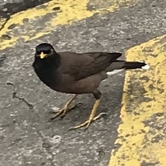 Acridotheres tristis