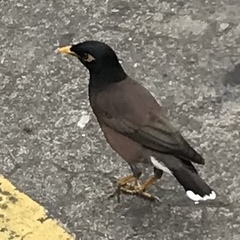 Acridotheres tristis