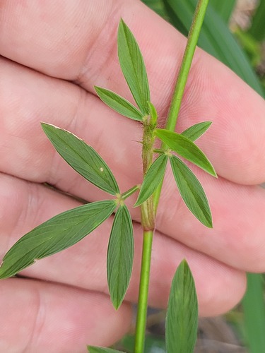 Stylosanthes guianensis