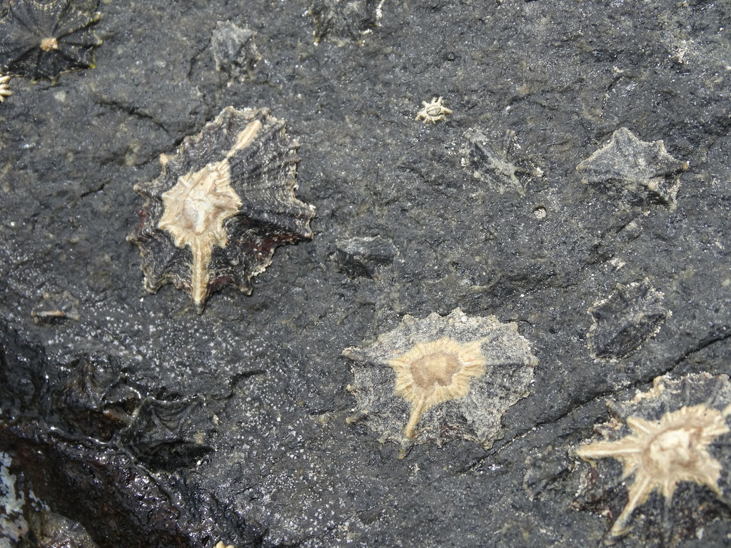 Siphonaria vudaensis