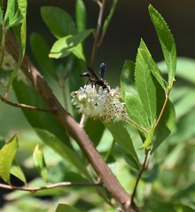 Isodontia exornata