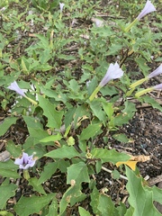 Datura stramonium