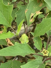 Datura stramonium