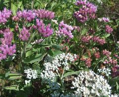 Pluchea odorata succulenta