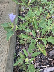 Datura stramonium