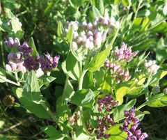 Pluchea odorata succulenta