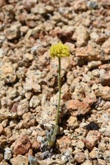 Eriogonum rosense
