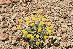 Eriogonum rosense