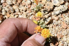 Eriogonum rosense
