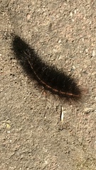 Spilosoma lubricipeda