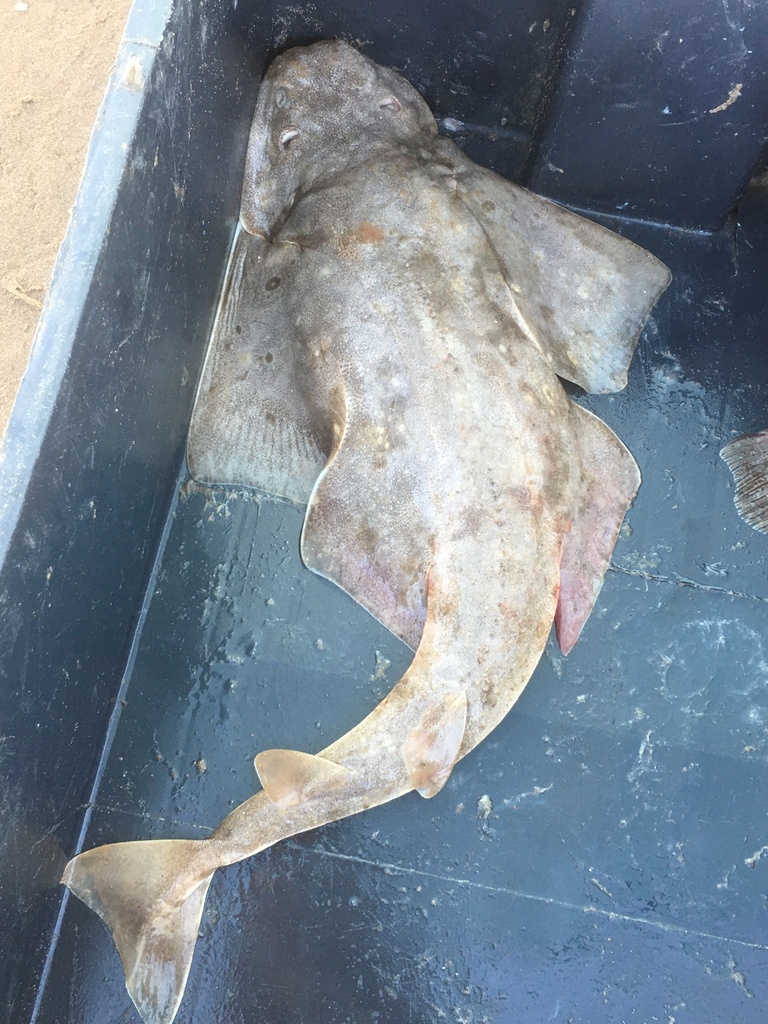 Angular angel shark (Squatina guggenheim) — Squatinidae