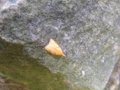 Cenopis reticulatana