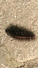 Spilosoma lubricipeda