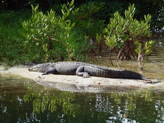 Crocodylus