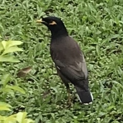 Acridotheres tristis