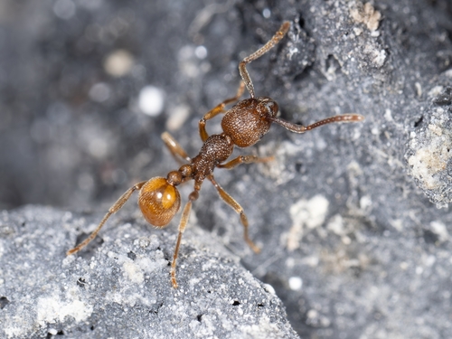中南铺道蚁Tetramorium indosinense