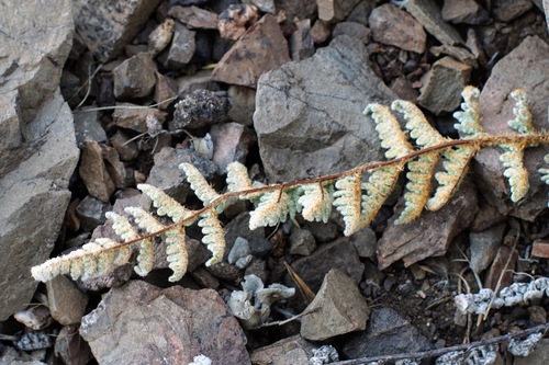 Image of Myriopteris rufa by (c) Andrew Tree, some rights reserved (CC BY)