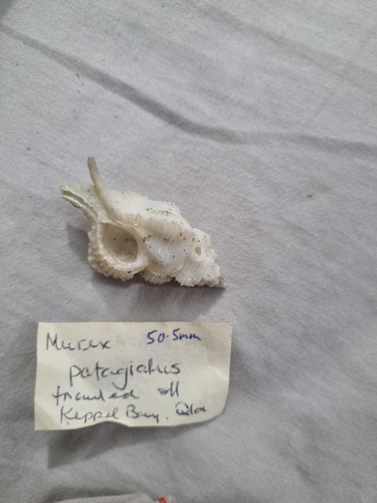 Pterynotus patagiatus