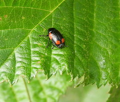 Cryptocephalus notatus