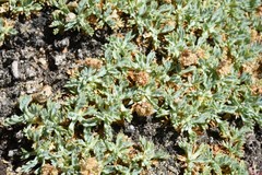 Podistera nevadensis