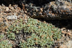 Podistera nevadensis