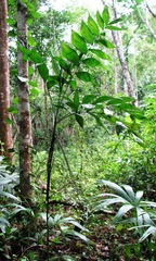 Chamaedorea oblongata