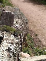 Sceloporus hondurensis