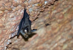 Maclaud's Horseshoe Bat photo 2