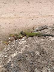 Sceloporus hondurensis