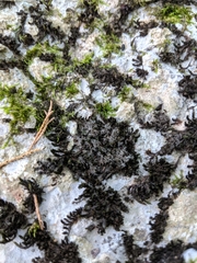 Scytinium juniperinum