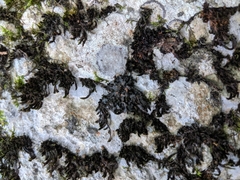 Scytinium juniperinum