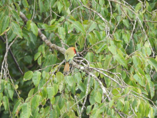 Merops bulocki