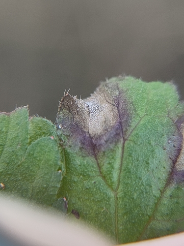Pseudocercospora gei observed 2025-02-22