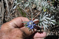 Lupinus argenteus argenteus