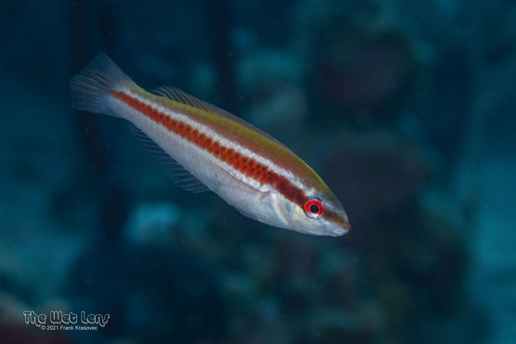 Photo of Rainbow wrasse (Halichoeres pictus)