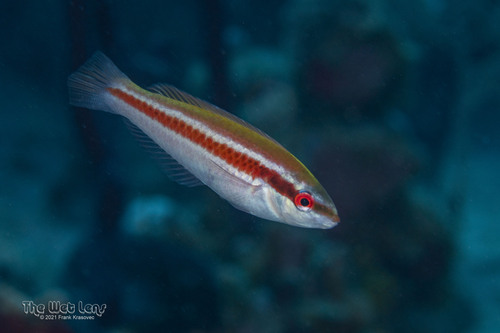 Photo of Rainbow wrasse (Halichoeres pictus)