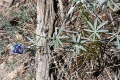 Lupinus argenteus argenteus