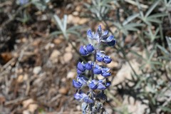 Lupinus argenteus argenteus