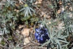 Lupinus argenteus argenteus