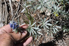 Lupinus argenteus argenteus