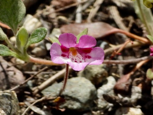 Diplacus layneae (Diplacus layneae)
