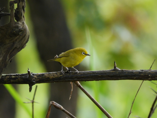 Zosterops senegalensis