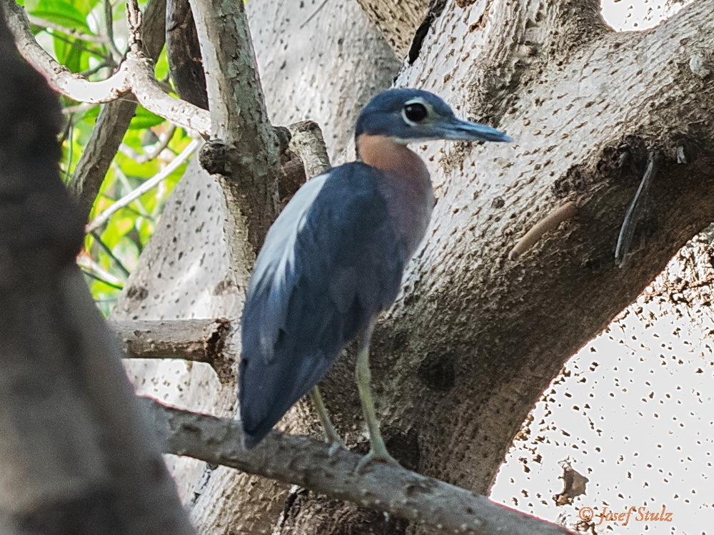 White-Backed Night Heron
