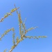 Acacia oerfota