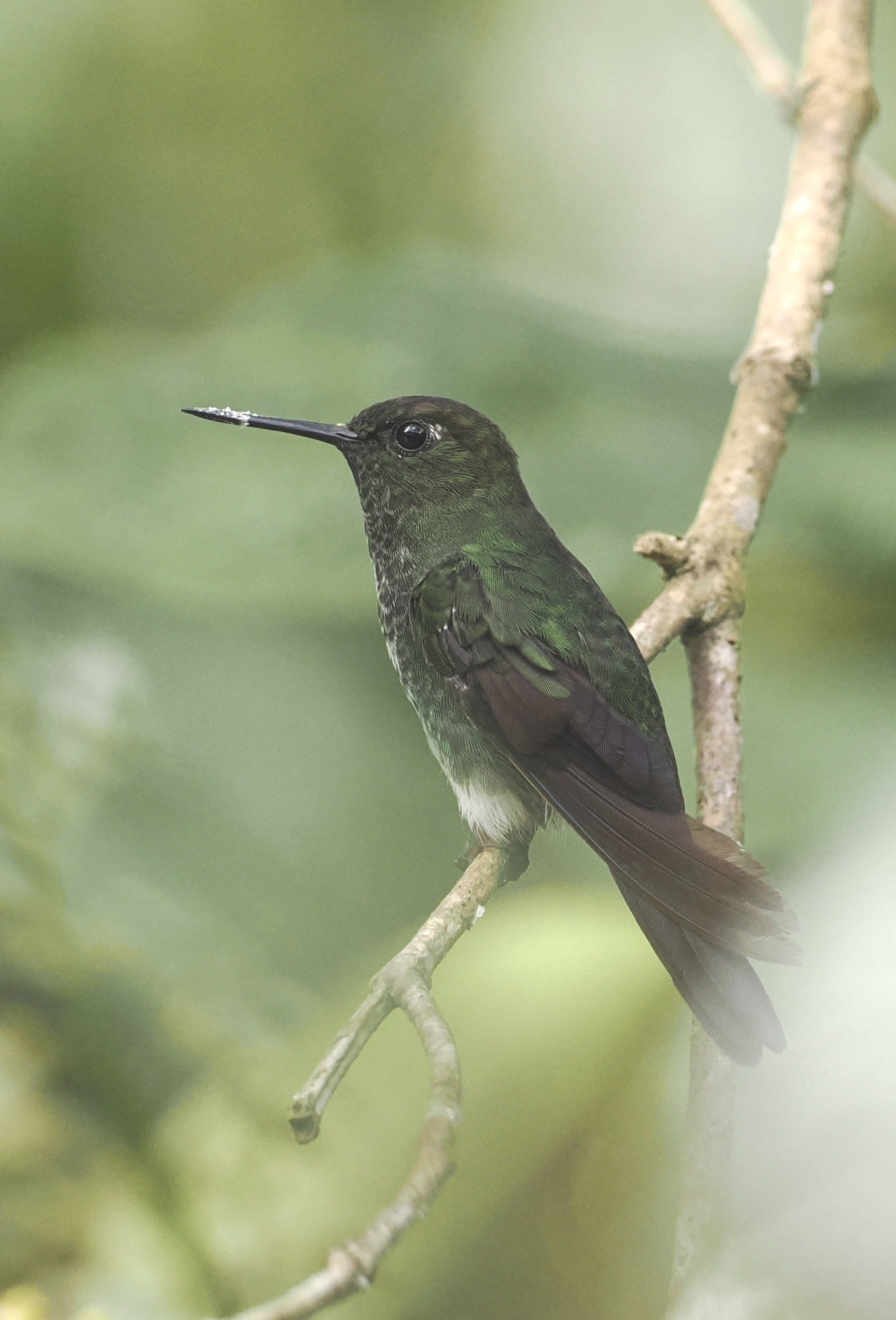 Greenish Puffleg (Haplophaedia aureliae), photo 6